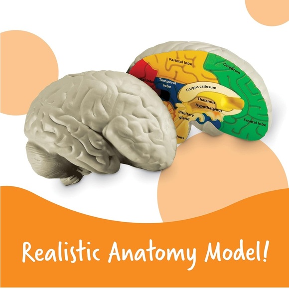 Brain model - Picture 5 of 6